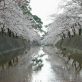 夙川の桜　満開！　/゜・:*【祝】*:・゜＼　JRさくら夙川駅開通!!