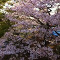 やっぱり夙川の桜　癒されます。