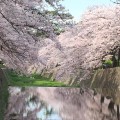 夙川　桜が満開になりました！